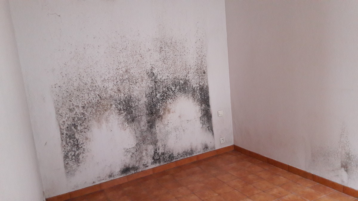 Moisissures - Expertise humidité à Guéret